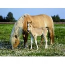 Ravensburger Nathan - 86923 - Puzzle - 250 Pièces - Maxi - Jument et son petit