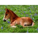 Ravensburger Nathan - 86924 - Puzzle - 250 Pièces - Maxi - Sieste dans le pré