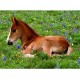 Ravensburger Nathan - 86924 - Puzzle - 250 Pièces - Maxi - Sieste dans le pré