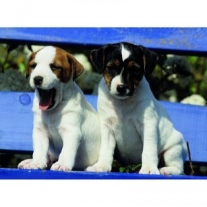 Ravensburger Nathan - 87158 - Puzzle - 500 Pièces - Dure vie de chiens