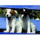 Ravensburger Nathan - 87158 - Puzzle - 500 Pièces - Dure vie de chiens