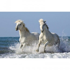 Ravensburger Nathan - 87516 - Puzzle - 1000 Pièces - Fougue camarguaise