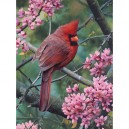 Puzzle 500 Teile Springtime Cardinal (RV) 14619 von Ravensburger (Ravensburger)