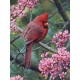 Puzzle 500 Teile Springtime Cardinal (RV) 14619 von Ravensburger (Ravensburger)