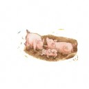 Ravensburger - 06 332 1 - Puzzle avec Cadre - A La Ferme - 40 pieces