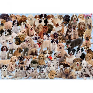 Ravensburger - 1000 pièces - Galerie Chiens (Ravensburger)