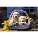 Ravensburger - 1000 pièces - Golden Retriever dans panier (Ravensburger)