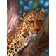 Ravensburger - 14107 - Puzzle - Le Léopard - 500 Pièces (Ravensburger)