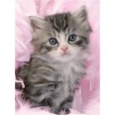 Ravensburger - 14136 - Puzzle - Douceur de Chaton - 500 Pièces (Ravensburger)