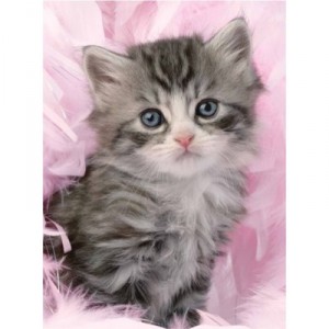 Ravensburger - 14136 - Puzzle - Douceur de Chaton - 500 Pièces (Ravensburger)