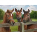 Ravensburger - 14566 - Puzzle - 500 Pièces Chevaux paisibles