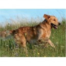 Ravensburger - 14603 - Puzzle - Chien pleine nature - 500 Pièces