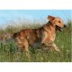 Ravensburger - 14603 - Puzzle - Chien pleine nature - 500 Pièces