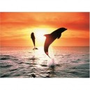 Ravensburger - 14637 - Puzzle - Dauphins à 3a Tombée de La Nuit - 500 Pièces
