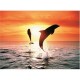 Ravensburger - 14637 - Puzzle - Dauphins à 3a Tombée de La Nuit - 500 Pièces