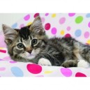 Ravensburger - 15757 - Puzzle - Chaton réveillé - 1000 Pièces