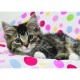 Ravensburger - 15757 - Puzzle - Chaton réveillé - 1000 Pièces