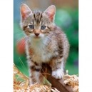 Ravensburger - 15888 - Puzzle - Chaton dans la paille - 1000 Pièces
