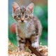 Ravensburger - 15888 - Puzzle - Chaton dans la paille - 1000 Pièces