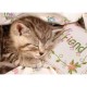 Ravensburger - 16338 - Puzzle - Chaton endormi - 1500 Pièces