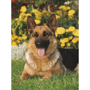 Ravensburger - Puzzle - Berger Allemand Adulte