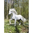 Ravensburger - Puzzle - Etalon De Connemara - 1000 Pièces