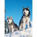 Ravensburger - Puzzle - Huskies Dans Neige - 1500 Pièces