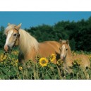 Ravensburger - Puzzle - Mon Cheval - 200 Pièces
