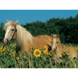 Ravensburger - Puzzle - Mon Cheval - 200 Pièces
