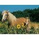 Ravensburger - Puzzle - Mon Cheval - 200 Pièces