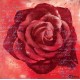 Ravensburger - Puzzle - Rose Rouge - 572 Pièces