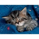 Ravensburger - Puzzle - Tendre Chaton - 500 Pièces
