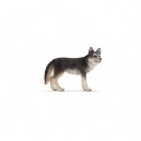 Schleich - 14605 - Figurine - Animaux - Loup