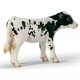 Veau Holstein, Schleich 13634