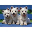 Schmidt Spiele Schmidt - 57200 - Puzzles - 3 Chiots - 500 Pièces