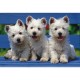 Schmidt Spiele Schmidt - 57200 - Puzzles - 3 Chiots - 500 Pièces