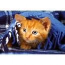 Schmidt Spiele Schmidt - 58019 - Puzzle - 500 Pièces - Petit Chat