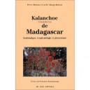 Kalanchoe De Madagascar - Boiteau